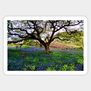 THE BLUEBELL CANOPY Sticker